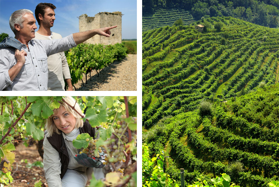 A synthesis of expertise